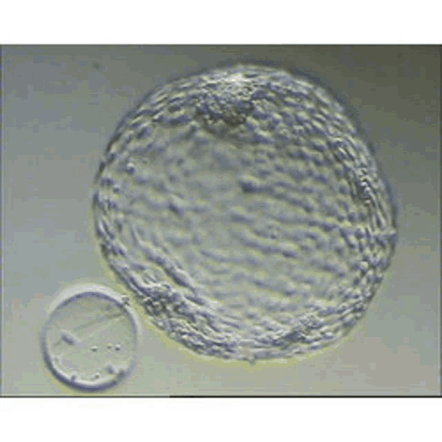 a close up of a sphere with a smaller sphere in the background .
