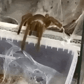 Spider Want GIF - Spider Want Give GIFs