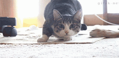 Cat Gato GIF - Cat Gato Bailando GIFs