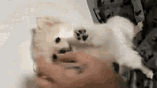 a person is petting a small white dog with paws on their head .
