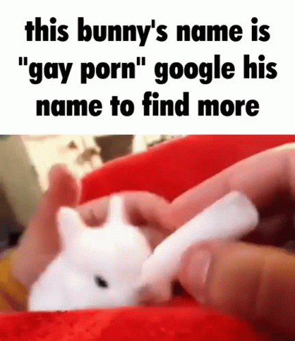 Bunny Meme GIF - Bunny Meme Gay GIFs