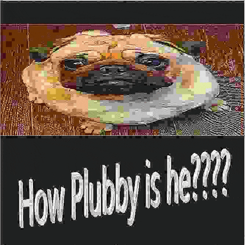 a close up of a pug dog 's face with the words `` how plumby is he ? '' below it .