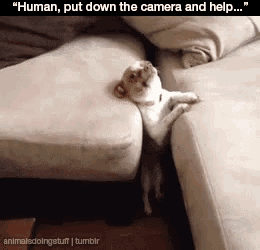 a picture of a dog sitting on a couch with the caption " human put down the camera and help "
