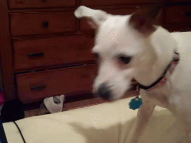 Double Take GIF - Dog Confused Cute GIFs