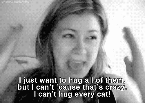 Crazy Cat Lady? No...Never. GIF - Cats GIFs