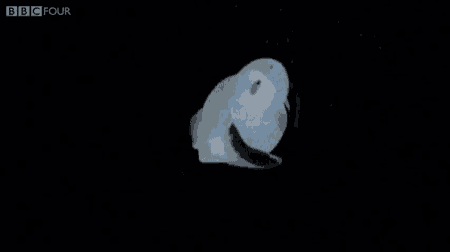 a close up of a jellyfish with a black tail floating in the dark .