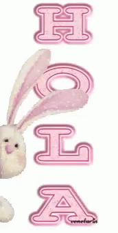 Bunny Hola GIF - Bunny Hola GIFs