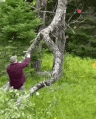 a man is sitting on a tree branch in a forest
