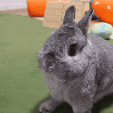 a small gray rabbit is looking at the camera