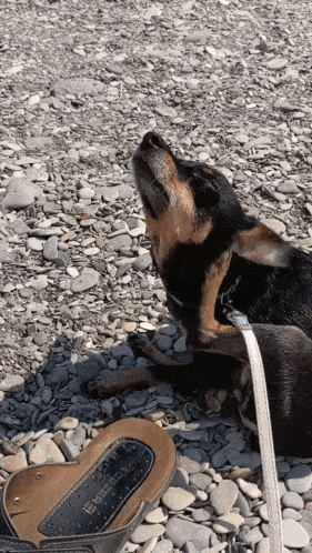 a dog is laying on a rocky beach next to a pair of sandals with the letters birkenstock on the sole
