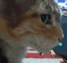 a cat is looking at a cell phone in a blurry photo .