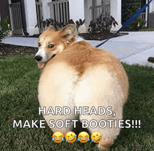 a dog is standing in the grass with a caption that says hard heads make soft booties !!!