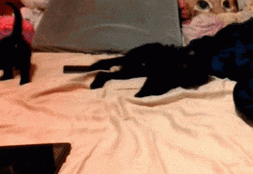 two black cats are laying on a bed