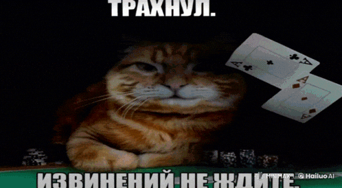 a cat laying on a table with playing cards in front of it and a russian text behind it