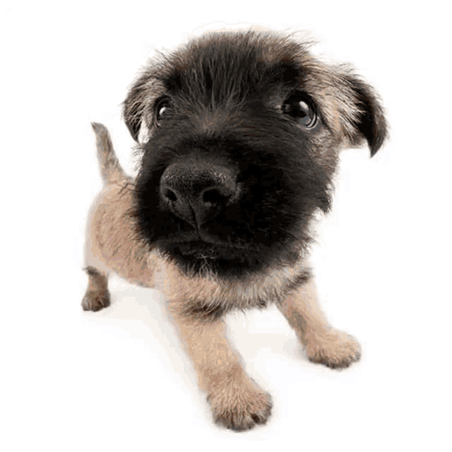 a small brown puppy with a black nose looks up at the camera