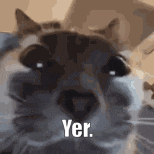 a close up of a cat 's face with the words yer on it .
