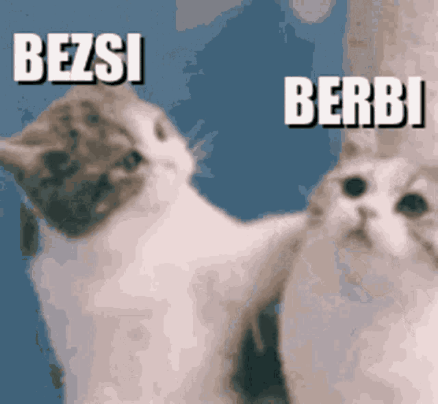 two cats are standing next to each other with the words bezsi and berbi written above them