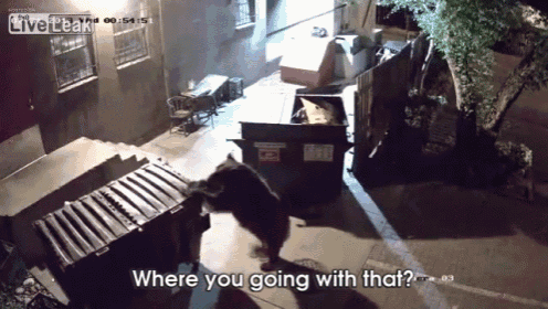 Bear Steals Dumpster GIF - Bear Thief Steals GIFs