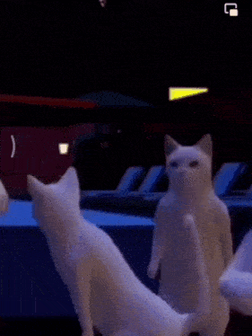 two white cats are standing on their hind legs and looking at the camera .