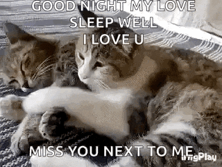 a couple of cats laying on top of each other on a bed with a message .