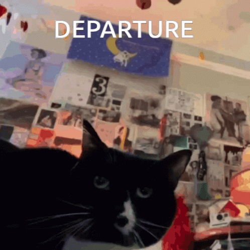 Departure Cat GIF - Departure Cat Funny GIFs
