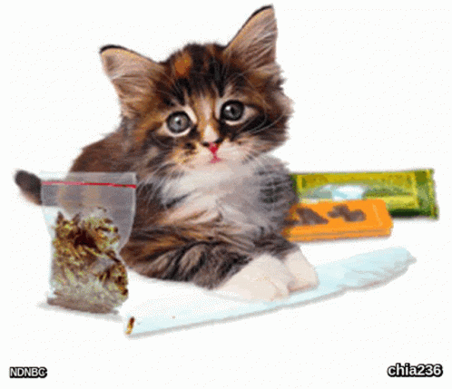 420 For You GIF - 420 For You Kitty GIFs