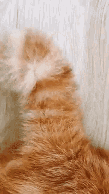 布布 Tail GIF - 布布 Tail Cat GIFs