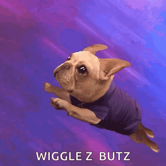 a dog wearing a purple shirt is jumping in the air with the words wiggle z butz above it