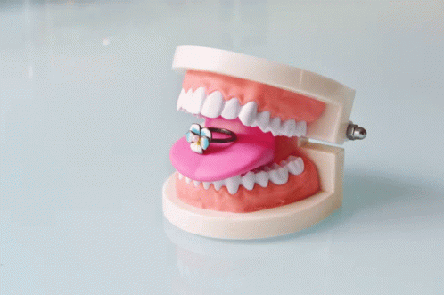 Anatomy Teeth GIF - Anatomy Teeth Toy GIFs