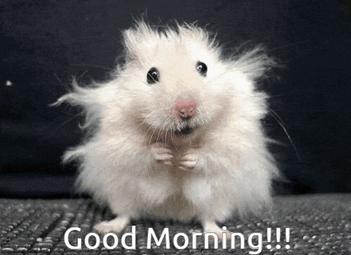 a picture of a hamster with the words good morning on it