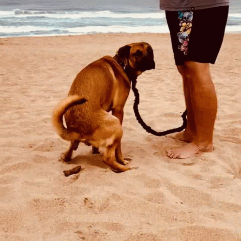 Piccopoopingat Baggiesbeach GIF - Piccopoopingat Baggiesbeach GIFs