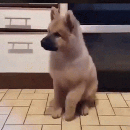 Excited Dog GIF - Excited Dog Puppy GIFs