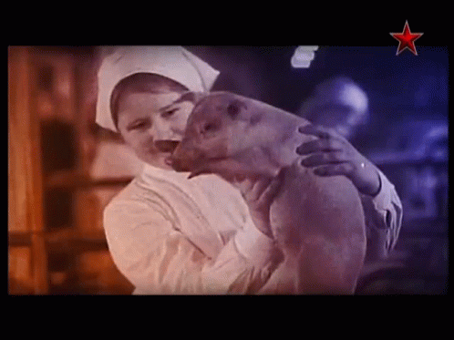 Pig Swine GIF - Pig Swine Schwein GIFs