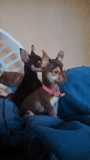 two small dogs are sitting next to each other on a chair