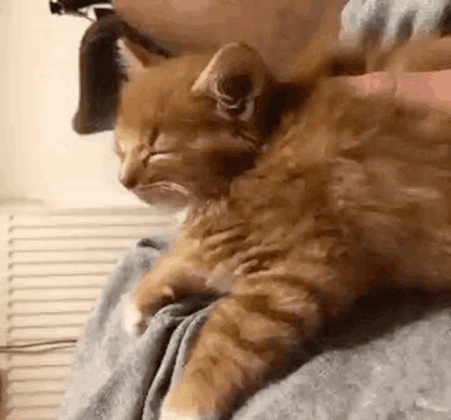 Cat Sleep GIF - Cat Sleep Sleepy GIFs