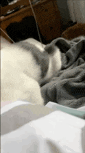 a cat is laying on a bed with a blanket on it .