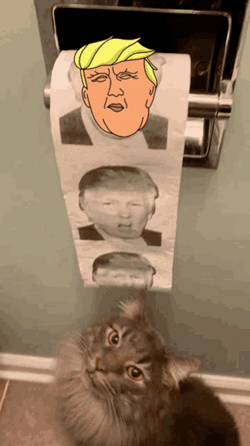a cat is looking at a roll of toilet paper with donald trump 's face on it