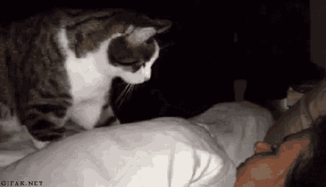 a cat is standing on top of a bed next to a person .