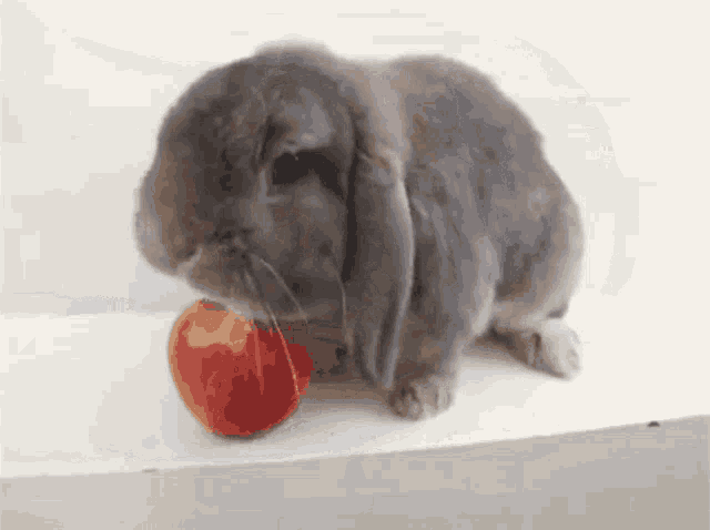 a bunny rabbit is eating an apple on a white surface