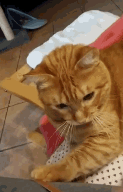 Cat What GIF - Cat What Kitty GIFs