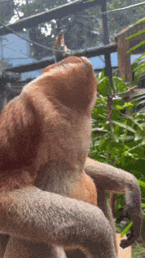 a close up of a long nosed monkey sitting in a tree