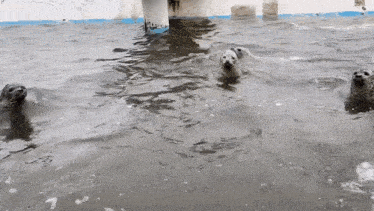 a group of seals are swimming in the water and looking at the camera .
