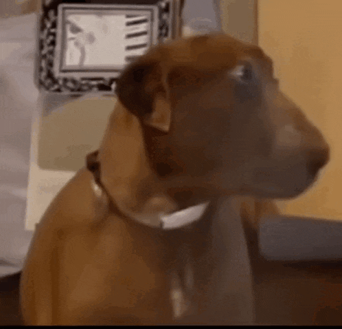 a brown dog wearing a white collar is sitting on a table looking at the camera .