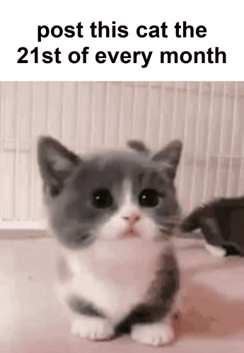 Post This Cat 21st GIF - Post This Cat 21st 21st Of Every Month GIFs