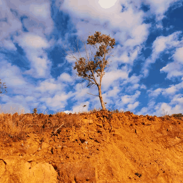 a tree stands on top of a dirt hill