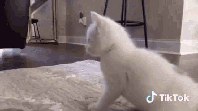 a tiktok video of a white kitten playing with a ball