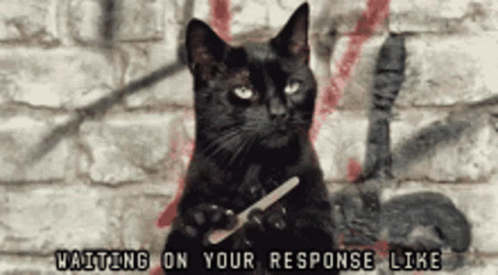 Cat Day GIF - Cat Day Waiting On Your Response Like GIFs