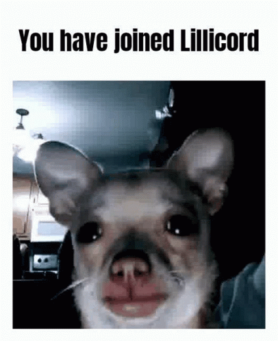 Lillicord GIF - Lillicord GIFs