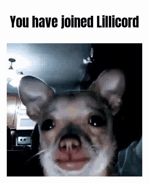 a close up of a dog 's face with the words `` you have joined lillicord '' .