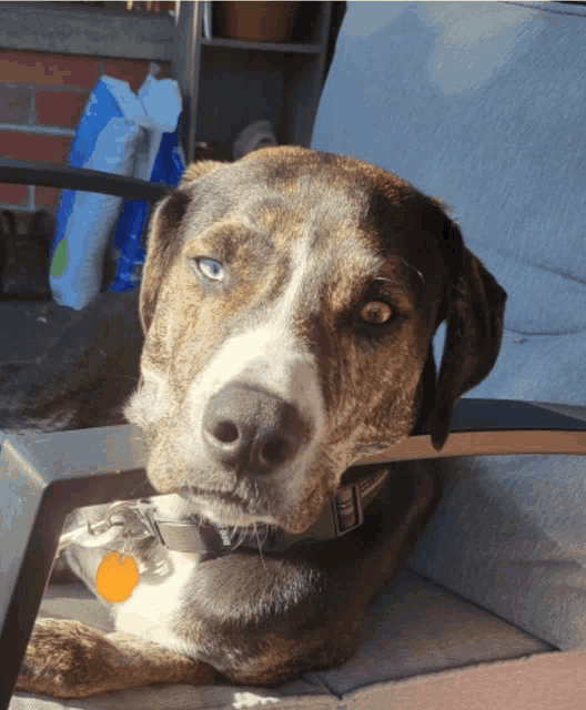 a brown and white dog with blue eyes is laying on a couch
